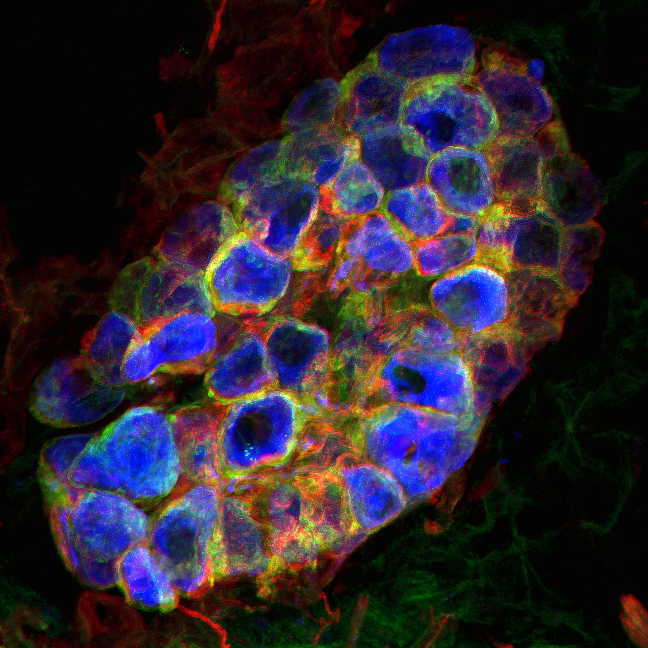 Campione al microscopio del ganglio neuronale cardiaco